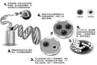 人造單細胞生物