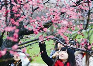 武漢賞花地圖