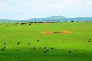 科爾沁大草原