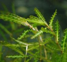 沉水植物的淨化