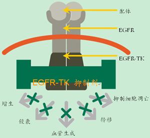 激素治療