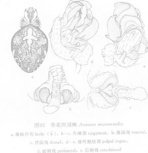 類花崗園蛛