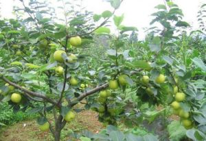 樂哉農莊果園 樂哉農莊果園