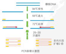 PCR原理示意圖