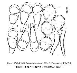 瓦胡柄鏽菌