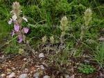 （圖）煙臺翠雀花