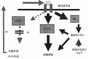 胰島素抵抗與代謝綜合徵