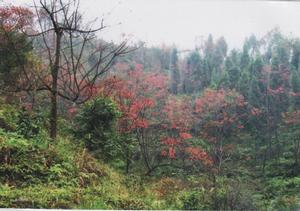 天井山國家森林公園風景