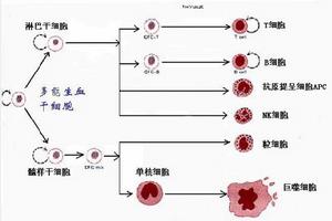 免疫細胞