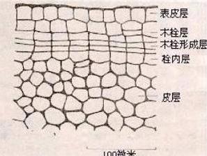 周皮