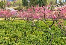 鹽城鹽塘河公園梅園高清組圖2