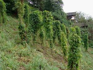 拉八洛咪自然村特色產業-種植業