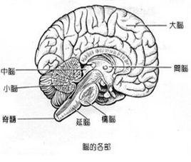 CNS[中樞神經系統]