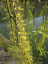 高山柳植株