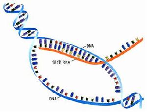 大豆多肽分子結構圖