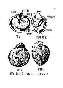 穿孔貝目