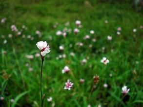 小蓼花