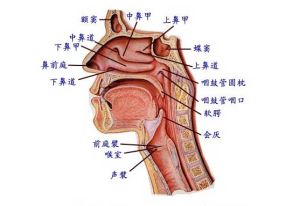 反流性咽炎