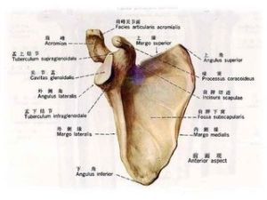 肩胛頸及肩胛盂骨折