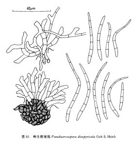 柿生假尾孢