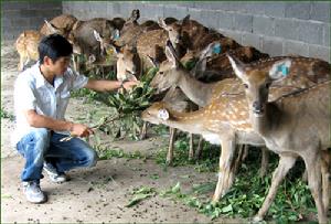 （圖）養鹿