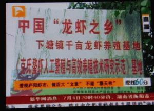 安徽長豐縣下塘鎮有8000多農戶從事龍蝦養殖