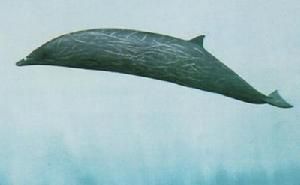 斯鐵長喙鯨