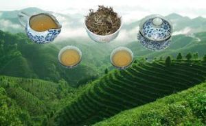 雲林茶