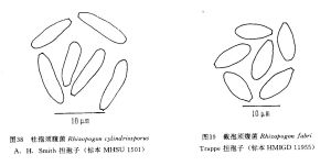 截孢須腹菌