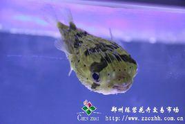 刺豚魚