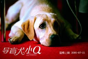 《導盲犬小Q》