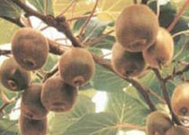 布魯諾獼猴桃