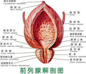 前列腺解剖圖