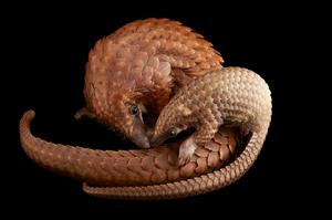 長尾穿山甲屬 長尾穿山甲屬