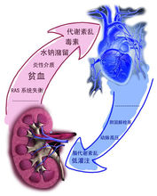 肌酐偏高