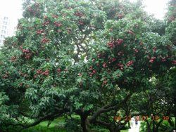 掛紅荔枝