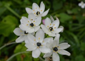 白花虎眼萬年青