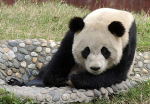 大熊貓“奇珍”