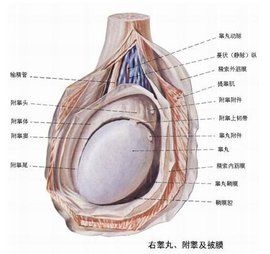 前列腺精囊炎