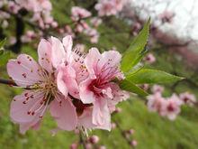 虎峰山桃花節