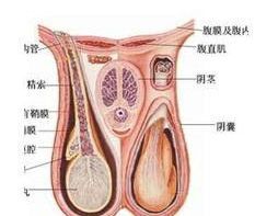 成人鞘膜積液