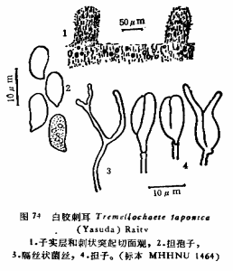 白膠刺耳