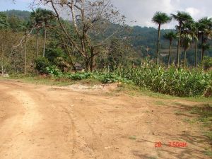 新廠河自然村進村道路