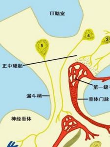 抗利尿激素