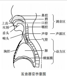 發聲器官