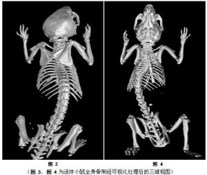 圖 3、圖 4為活體小鼠全身骨架經可視化處理後的三維視圖