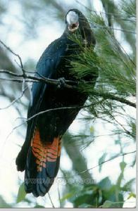 亮光黑鳳頭鸚鵡