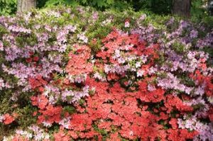 Rhododendron simsii