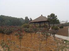 武漢九峰山森林公園