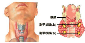 甲狀腺